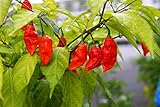 Bhut Jolokia/Ghost Pepper- 25 Seeds