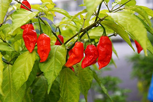 Bhut Jolokia/Ghost Pepper- 25 Seeds Bhut Jolokia/Ghost Pepper- 25 Seeds