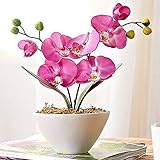 super1798 10Pcs Mix Color Phalaenopsis Flower Seeds Butterfly Orchid Garden Bonsai Plant