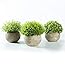 Dremisland 3 Pezzi Piante Succulente Artificiali Con Vasi Di Ceramica Nera Mini Piante Finte Da Interno Esterno Pianta Grassa Decorazione per Interno Ufficio Soggiorno Tavolo Aesthetic Room Decor