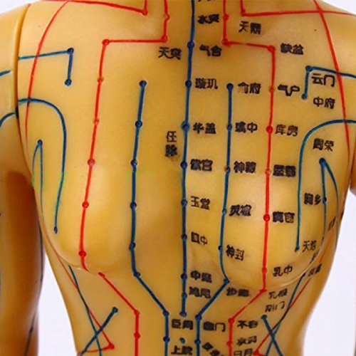 Tinsay Meridian Acupuncture Model With Base Human Acupuncture Anatomical Model with Acupuncture Points, Bronze Color Male Female 19" - Thumbnail 3