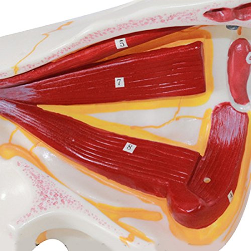 tinsay Human Eye Orbital Model Eyelid Medical Anatomy Eye Model with Orbit