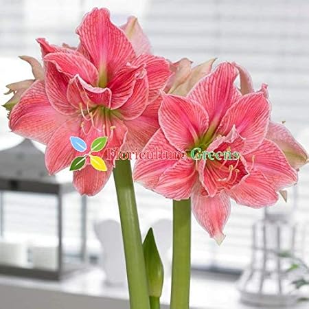 Floriculture Greens Imp. Amaryllis Lily / Belladonna Lily Double Flower Hybrid Bulbs For Home Gardening Planting (Sweet Nymph, Pack Of 2 Bulbs)