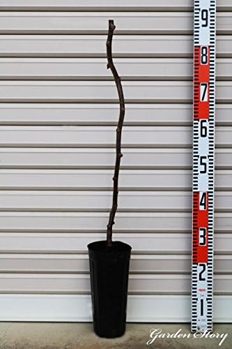 フジゴールド専用オス １年生接木苗 オス キウイ 国内送料無料 受粉樹 果樹苗木 雄