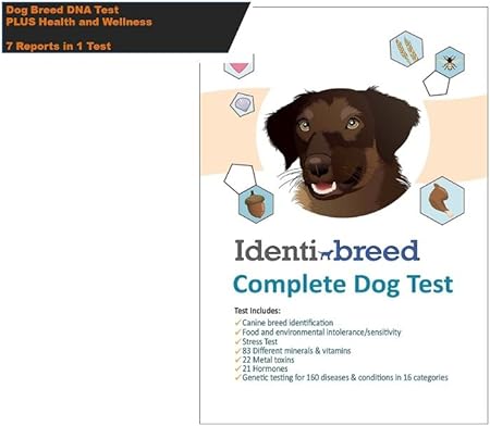 cheagle breeders near me