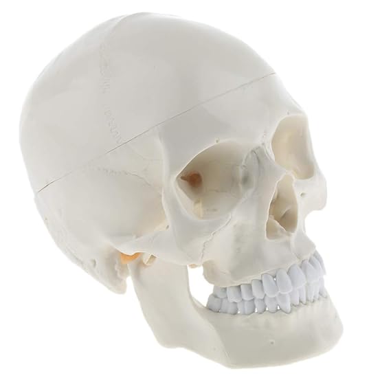1:1 Life Size Human Head Skull Skeleton Model School Biology Teaching