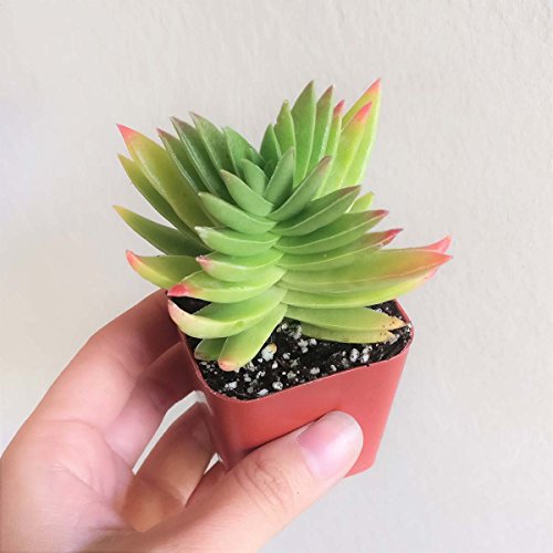 Crassula Capitella Red Pagoda Shark Tooth Plant Colorful Succulent (2'' + Plastic Pot)
