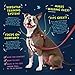 2 Hounds Design Freedom No Pull Dog Harness, Adjustable Harness and Leash Set, Easy Walking & Comfortable Control, Fits Small, Medium & Large Dogs, Solid Colors, Made in USA, 1