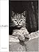 Chats. Textes & poèmes by 