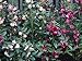 David's Garden Seeds Flower Impatiens Balsam DGSIMP111TZ (Mulit Color) 500 Heirloom Seeds