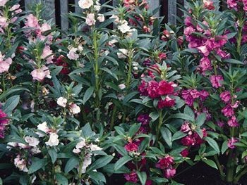 David's Garden Seeds Flower Impatiens Balsam DGSIMP111TZ (Mulit Color) 500 Heirloom Seeds David's Garden Seeds Flower Impatiens Balsam DGSIMP111TZ (Mulit Color) 500 Heirloom Seeds