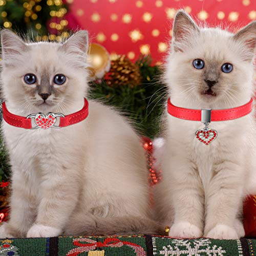 cat with diamond collar