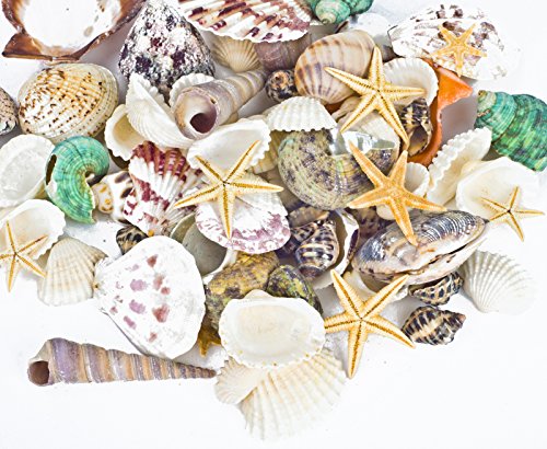 1 Famoby+Seashells+Starfish+Decorations+Supplies