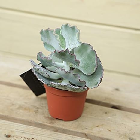 Amazon 多肉植物 コチレドン ウンドゥラータ 3 5号 観葉植物 オンライン通販