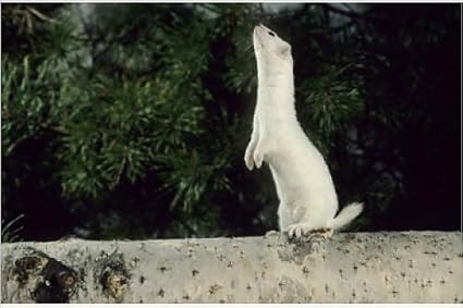 Donnola Mustela Nivalis Tutti I Segreti Di Questo Piccolo Mammifero