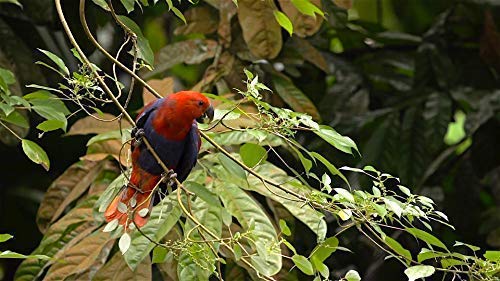 Family Cat DVD - Cat TV - Entertain your Cats with Stimulating Images of Cute Little Animals and Bir - //coolthings.us