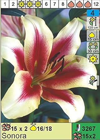 ANGEBOT : Lilium hybrid - Baum - Lilie' Sonora' 3 Blumenziebeln