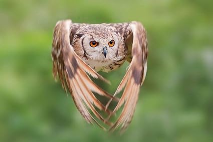 Amazon Co Jp アナホリフクロウの壁紙 動物の壁紙 キャンバス ステッカー 印刷 壁紙ポスター はがせるシール式 写真 特大 絵画 壁飾り1cmx80cm ホーム キッチン