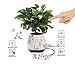 Envolve Music Flower Pot, Wireless Bluetooth Speaker, LED Light Smart Touch Music Flower Pot, Multicolor Night Light, Play Piano Music on a Real Plant with Colorful LED Lights (Plant not Included)