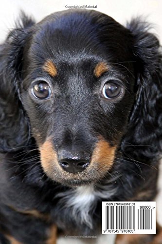 Buy Adorable Fluffy Black And Brown Dachshund Puppy Dog Journal Book Online At Low Prices In India Adorable Fluffy Black And Brown Dachshund Puppy Dog Journal Reviews Ratings Amazon In