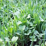 No-Till Garden Farm and Garden Cover Crop Mix Seeds - 5 Lbs - Blend of Gardening Cover Crop Seeds: Hairy Vetch, Daikon Radish, Forage Collards, Triticale, More