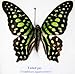 RARE FRAMED REAL BEAUTIFUL TAILED JAY BUTTERFLY DISPLAY INSECT TAXIDERMY 5