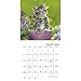 Kittens Wall Calendar (2019)