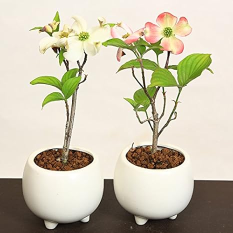 Amazon 母の日 ギフト ミニ盆栽 母の日開花ハナミズキ 花水木 はなみずき 白系 盆栽