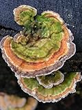 Turkey Tail Mushroom Mycelium Plug Spawn - 100 Count - Grow Decorative & Medicinal Fungi On Trees & Logs
