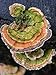 Turkey Tail Mushroom Mycelium Plug Spawn - 100 Count - Grow Decorative & Medicinal Fungi On Trees & Logs