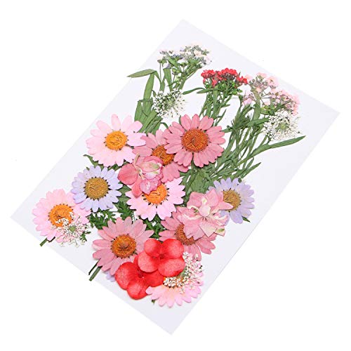 JETEHO 35 PCS Mixed Multiple Pressed Flowers Real Pressed Dried Flowers