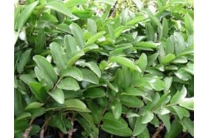 TANG STORE 1/4 LB (4 oz) Fresh Guava Leaves - Naturally Grown in Southern California with No Pesticides or Fumigants, Freshly Picked by Order