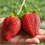 Giant Strawberry Seeds, PATHONOR 100Pcs Giant Red Strawberry Organic Seeds Garden