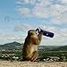 Simian Insulated 40oz Water Bottle Travel Flask for Hot or Cold Drinks (Blue)
