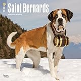 Saint Bernards 2018 Monthly Square Wall Calendar