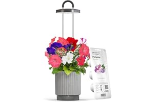 CLICK AND GROW Mini Smart Planter Kit with Petunia Plant Pods by Click&Grow, Hydrovase Indoor Garden, Self-Watering Pot with Grow Light (Grey)