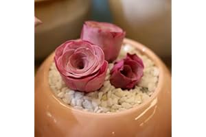 Live Mountain Rose Succulent - 1 Pcs Rare Rose-Shaped Succulent Plant, Easy Care Air Purifying Houseplant, Low Maintenance In