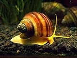 3 Albino Mystery Snails (Pomacea bridgesii - 1/2 to 2+ inches) - Live Snails by Aquatic Arts