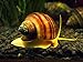 Aquatic Arts 3 Albino Mystery Snails (Pomacea bridgesii - 1/2 to 2+ inches) - Live Snails