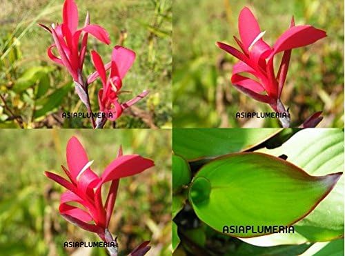 3 Plants Bulbs Dark Red Small Petal Canna lily Fresh and Viable + FREE PHYTO Flower Fresh & Viable From Garden