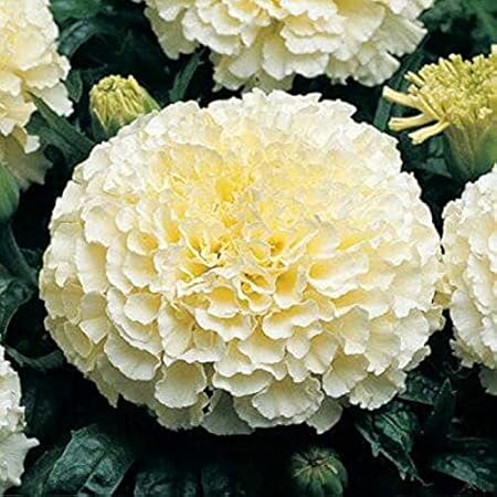 ANTIER F-1 MARIGOLD VANILLA WHITE FLOWER SEEDSPACK OF 10 SEEDS X 1 PACKET