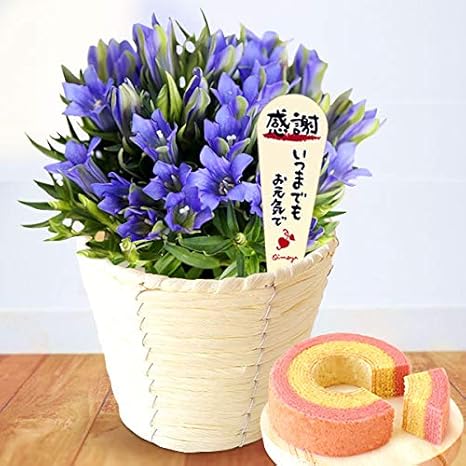 Amazon 敬老の日 の プレゼント 人気商品 花 リンドウ 3 5号鉢 おいもや ケーキ洋菓子 お菓子 花とスイーツ 敬老の日ギフト ケーキ洋菓子 りんどう 観葉植物 オンライン通販