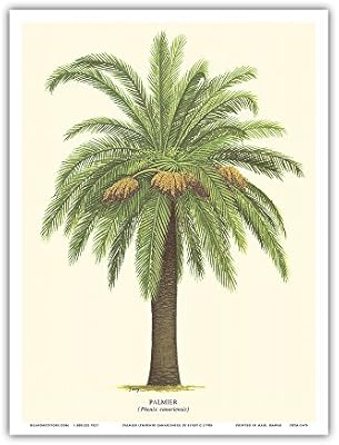 شجرة النخيل في جزيرة الكناري من Pacifica Island Art بالمير هووينكس كانارينيزيس رسم نباتي عتيق بواسطة Ferry C 1770s لوحة فنية هاواي 9 X 12 Amazon Ae