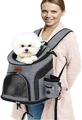 pug carrying backpack
