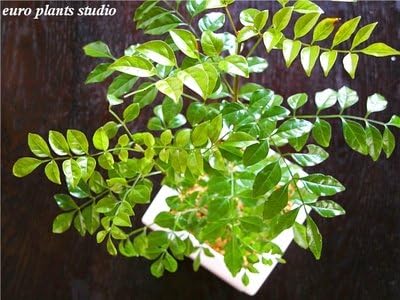 Amazon 送料無料 シマトネリコ 観葉植物 鉢植え 陶器 バットの木 風水 インテリア 北欧 おしゃれ ギフト お祝い ホワイトスクエアポット 観葉植物 オンライン通販