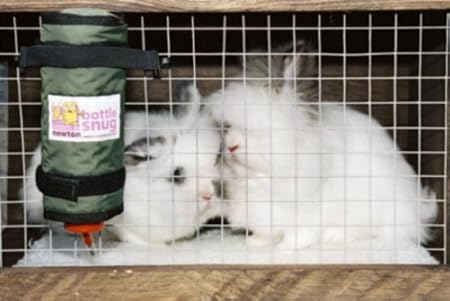 light tan french bulldog