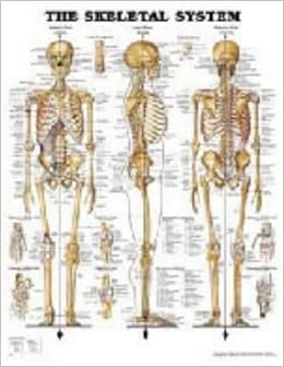 The Skeletal System: Amazon.co.uk: Anatomical Chart Company