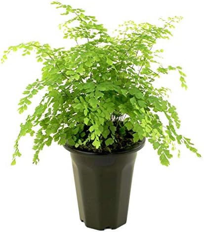 WJ Griffin Live Maidenhair Fern Plant in 6โ Black Contempo Pot
