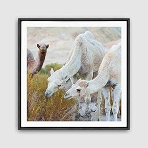 Framed Canvas Wall Art Alpaca Canvas Prints Home Artwork Decoration for Living Room,Bedroom - 16x16 inches