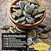 Gerbs Raw Pumpkin Seed Kernels 1 lb. | North American Grown, No Additives, Resealable Bag | Mild & Crunchy Texture | Top 14 Allergen-Free